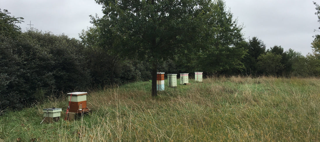 Spring Apiary Report: Weathering a Cold, Wet Season